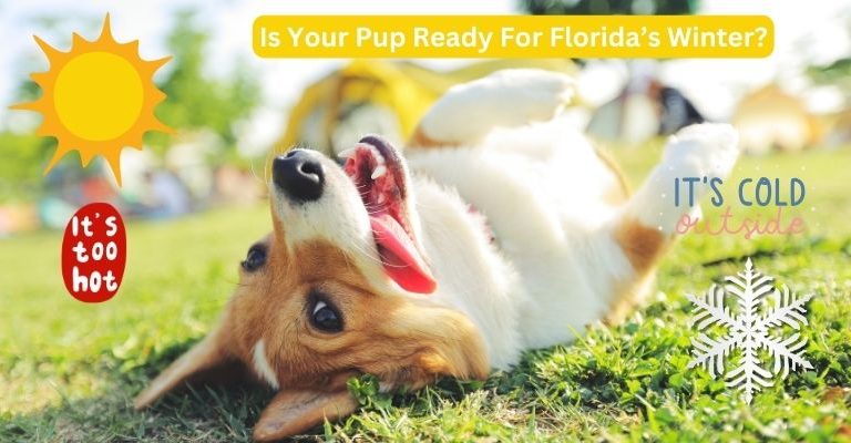 Is Your Pup Ready For SW Florida’s Winter