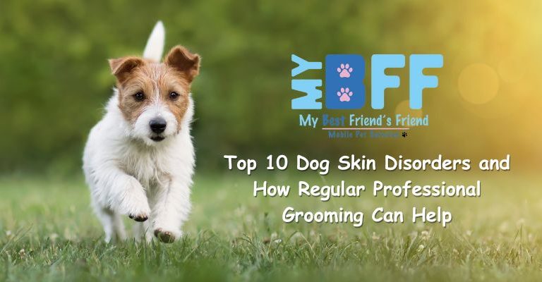 Top 10 Dog Skin Disorders & Fort Myers Dog Grooming Services