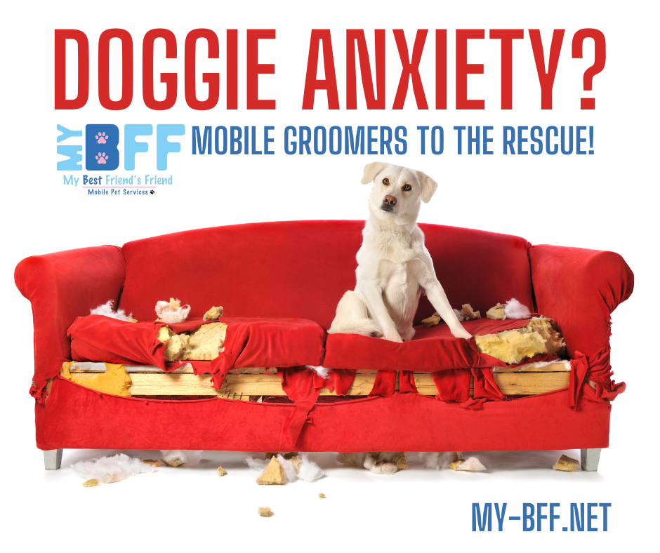 My BFF Groomer Avoid Grooming Stress: Mobile Grooming Can Help Reassure Your Anxious Pet