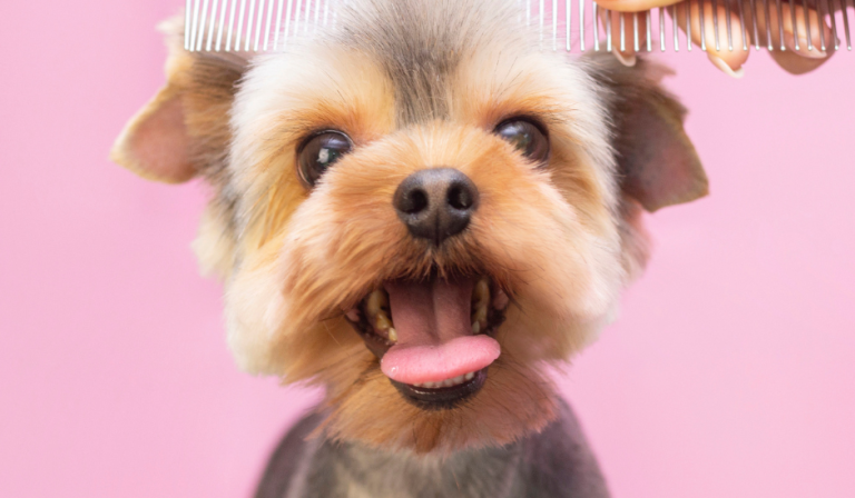 Happy dogs groomed by my-bff mobile grooming