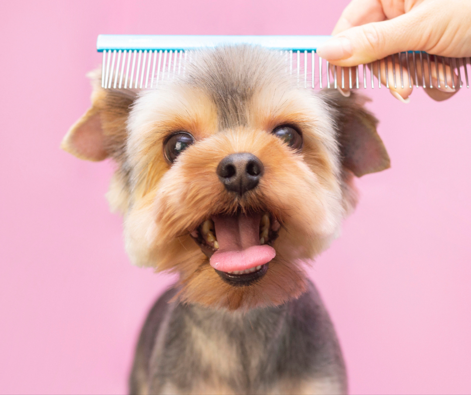 Happy dogs groomed by my-bff mobile grooming