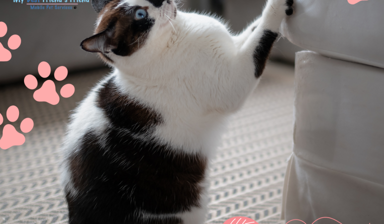 stop pets from scratching advice from a swfl mobile groomer