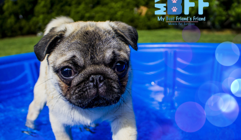 Top Ways to Keep Your Pet Cool This Summer My-BFF Mobile grooming services ft myers cape coral