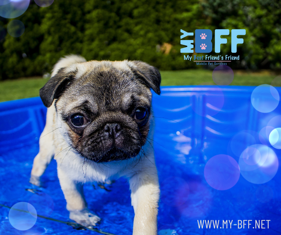 Top Ways to Keep Your Pet Cool This Summer My-BFF Mobile grooming services ft myers cape coral