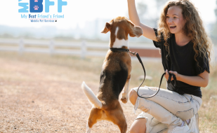 Dog body language human animal communication (1) My BFF Pet Services