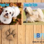 A Look at the Benefits of Short Vs. Long Fur Styles for Pets in Southwest Florida