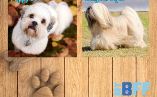 Short Vs. Long Fur Styles my BFF Pet Services (2)