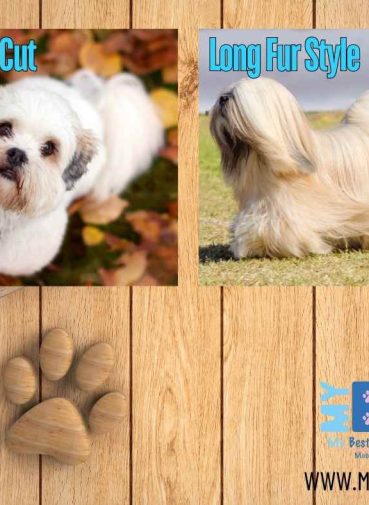 Short Vs. Long Fur Styles my BFF Pet Services (2)