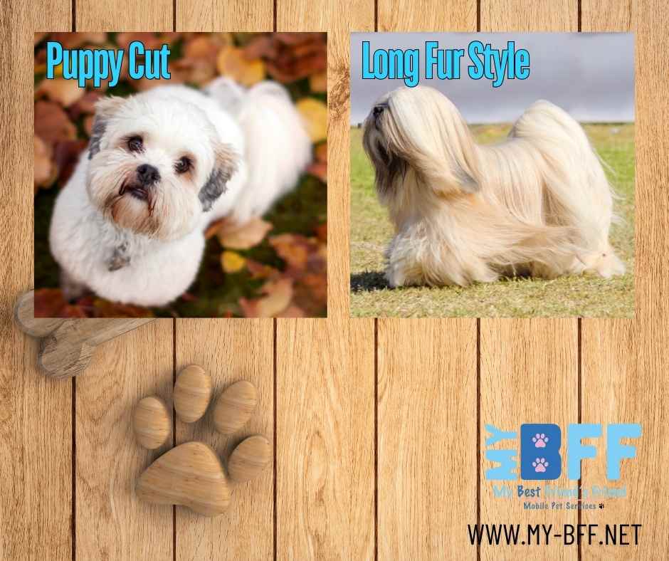 Short Vs. Long Fur Styles my BFF Pet Services (2)