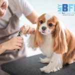 The Importance of Regular Grooming for Pet Health and Hygiene