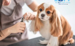 The Importance of Regular Grooming for Pet Health and Hygiene MY BFF