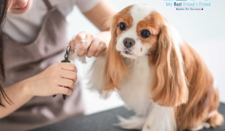 The Importance of Regular Grooming for Pet Health and Hygiene MY BFF