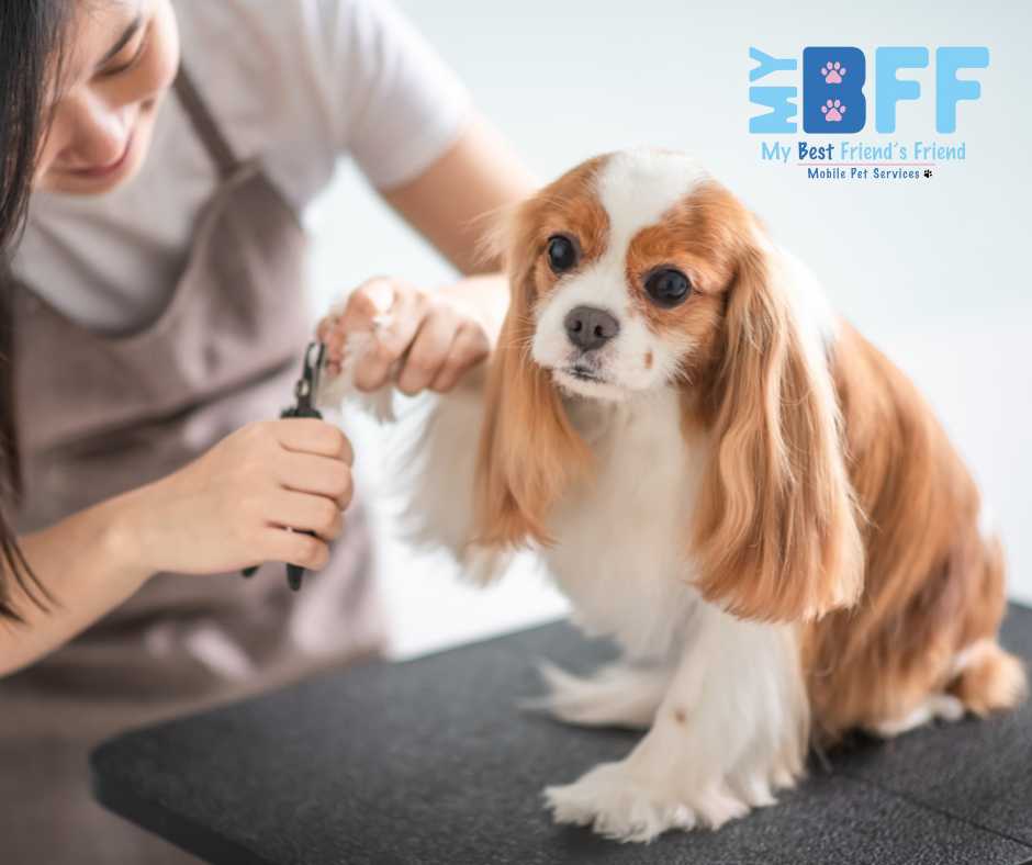 The Importance of Regular Grooming for Pet Health and Hygiene MY BFF