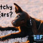 Ear Cleaning 101: Keeping Your Pet’s Ears Healthy and Infection-Free