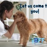 The Convenience of Mobile Pet Grooming: Why Southwest Florida Pet Owners Love It