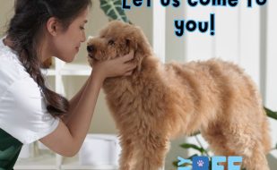 Mobile grooming south west florida cape coral naples ft myers My BFF Pet services