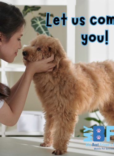 Mobile grooming south west florida cape coral naples ft myers My BFF Pet services