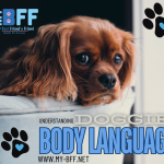 Understanding Doggie Body Language: What Your Pet is Trying to Tell You During Grooming