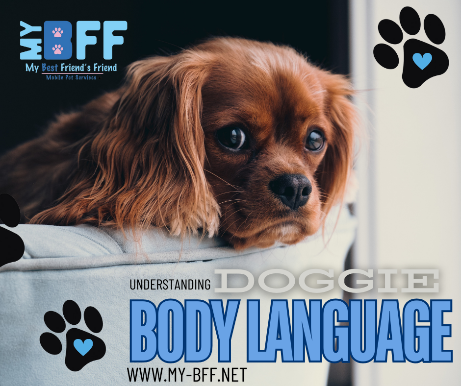 Grooming is an essential aspect to maintaining your dog's overall health and well-being. Yet, for many pet owners, deciphering their furry friend's body language during grooming sessions can be challenging.