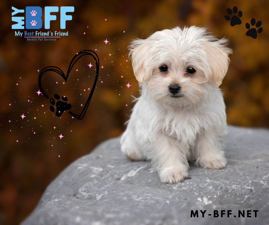 anti-aging puppy cuts! Feel like a puppy again, my bff pet services mobile groomer