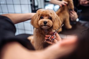 Maltipoo - Ears left long. Age 7. Riley. 