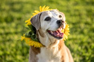 A well groomed dog is a happy dog. My-BFF.net Pet Services mobile grooming SWFL