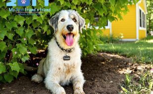 Dogs Will Be Dogs! Dirt, Mud, and Running a Muck - A Good Groom Can Wash It All Away. My-BFF pet services SWFL