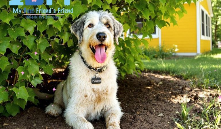 Dogs Will Be Dogs! Dirt, Mud, and Running a Muck - A Good Groom Can Wash It All Away. My-BFF pet services SWFL