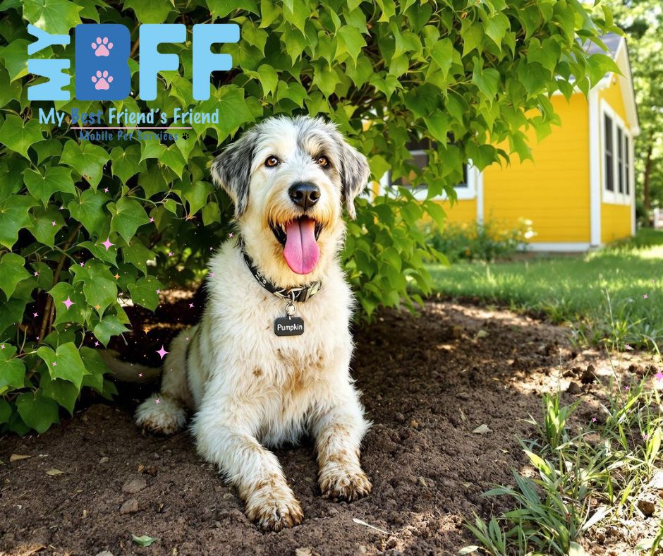 Dogs Will Be Dogs! Dirt, Mud, and Running a Muck - A Good Groom Can Wash It All Away. My-BFF pet services SWFL